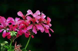 五月鮮花盛開，北京植物園的花卉盛宴