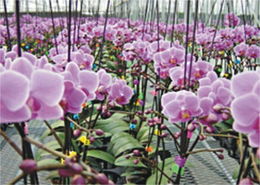 花卉世界網 廣東佛山市順德區正康水處理設備廠產品展示